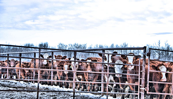 Cattle lined up at Creekland Ranch